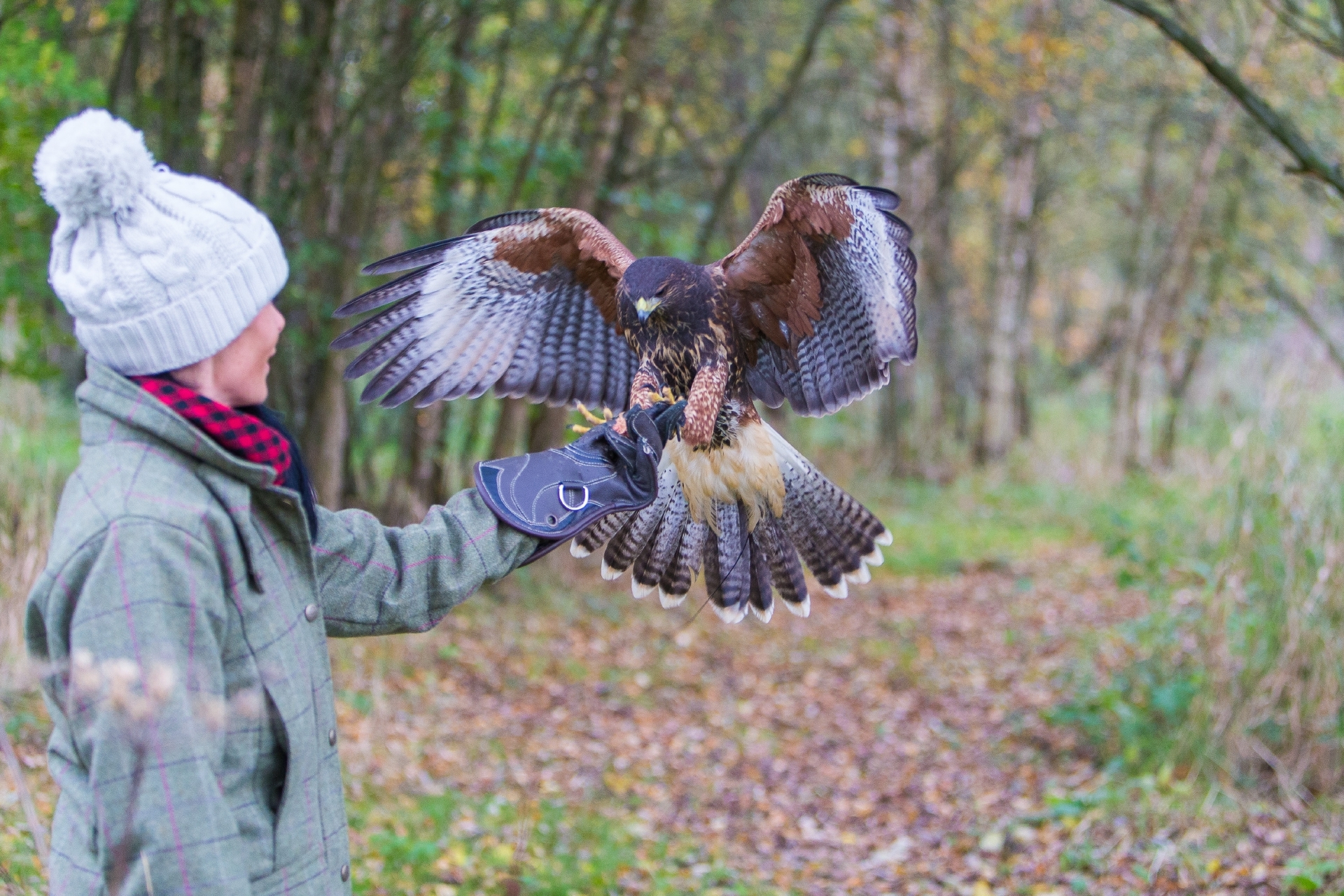 Flight of fancy in Fife