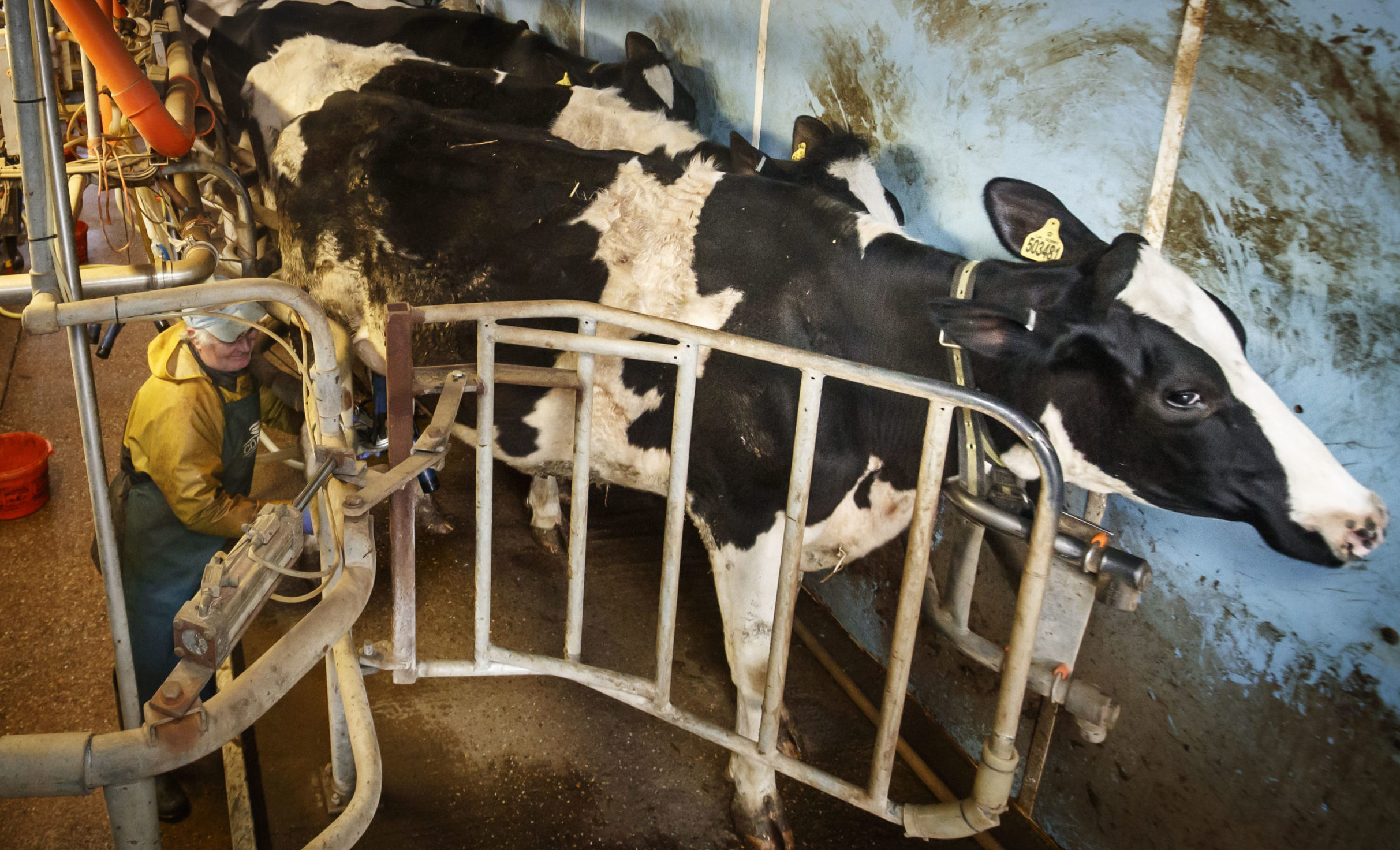 Farmers forced to ditch one million litres of milk