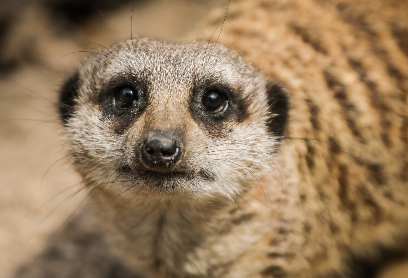 Coronavirus: Camperdown Zoo Announces When It Will Be Back Up And Running