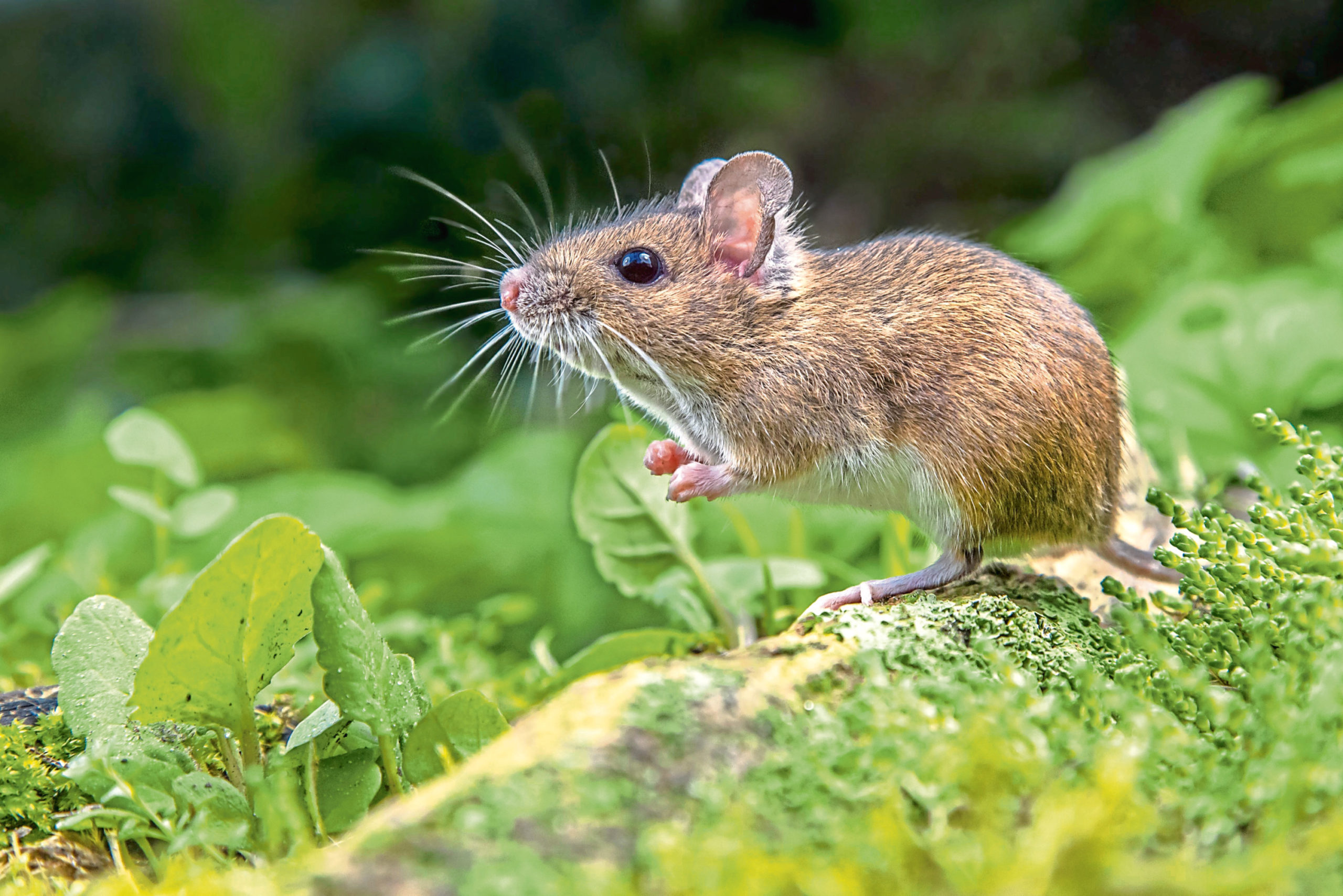 Fungi, jays, and wood mice on the banks of the River Earn