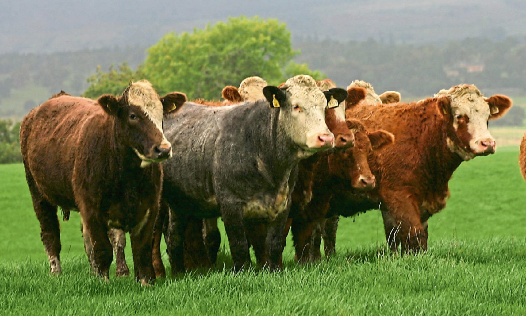 Livestock grading tool helps farmers maximise returns