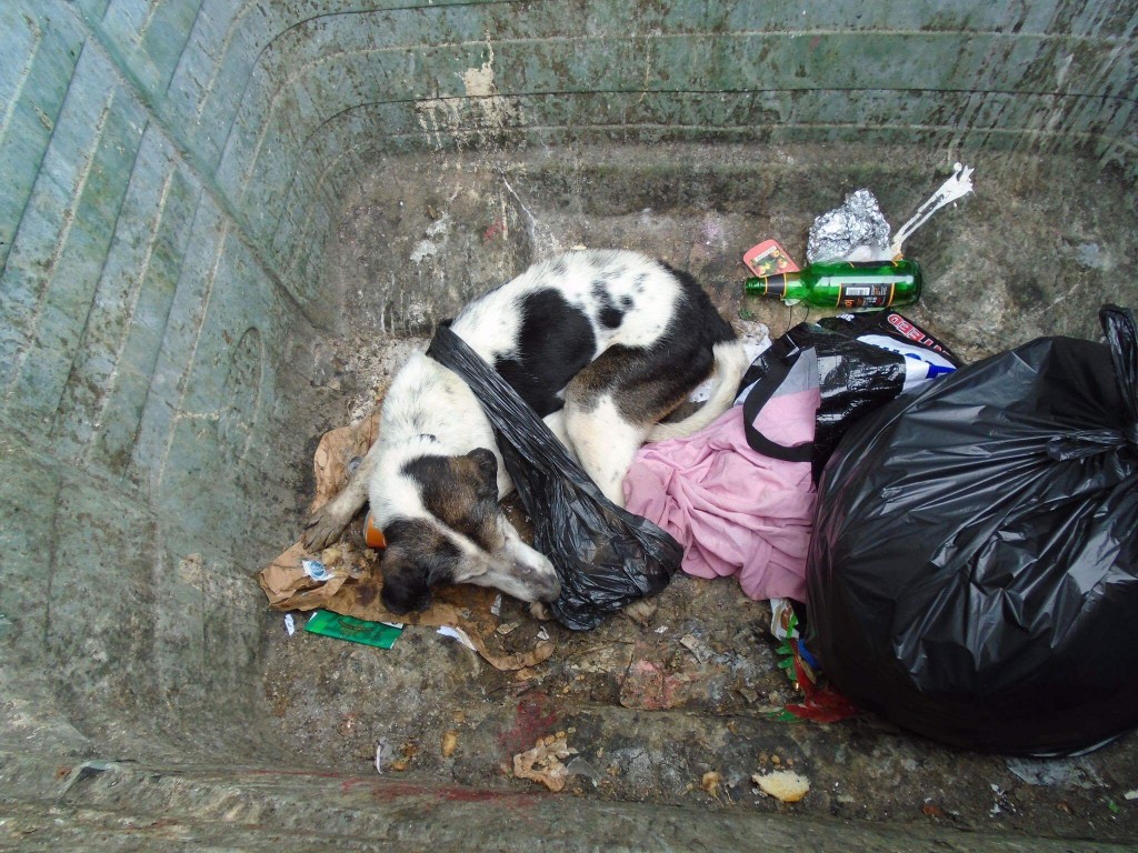 Ageing dog left to die in bin in Dundee - The Courier