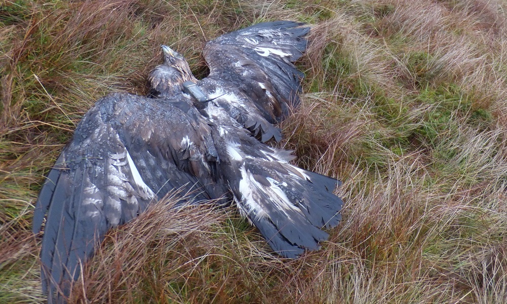 Golden Eagle Found Dead On Angus Hills Was Poisoned - The Courier