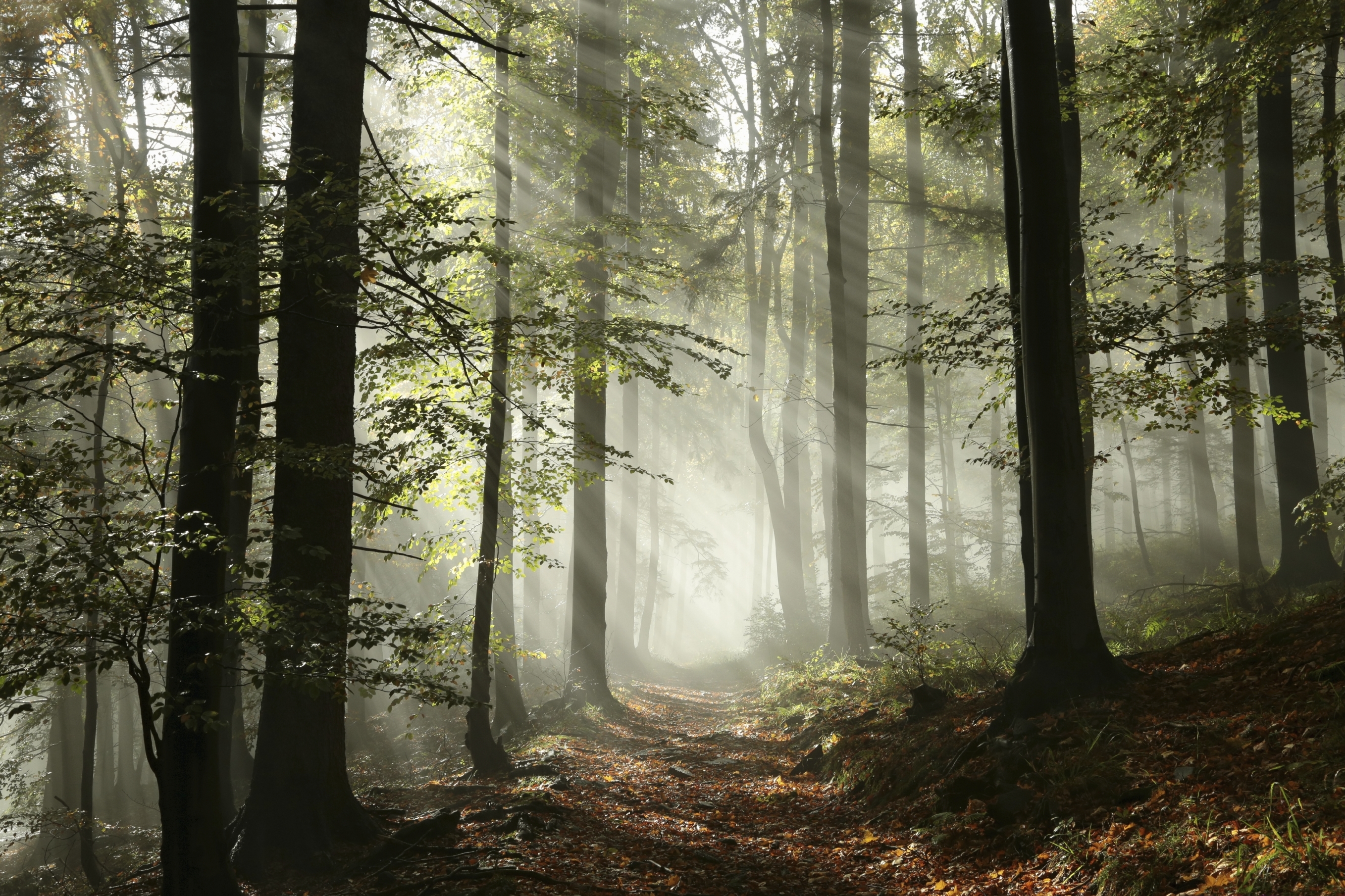 scary-woods-scene-stock-photo-image-of-scene-scary-110365810