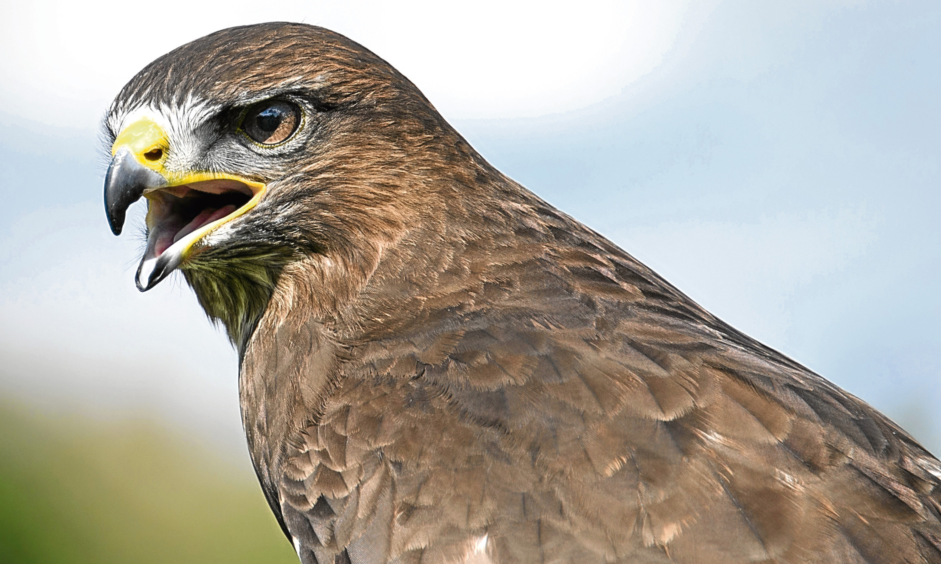 Poisoned Bird Of Prey Found Near Loch Tay The Courier