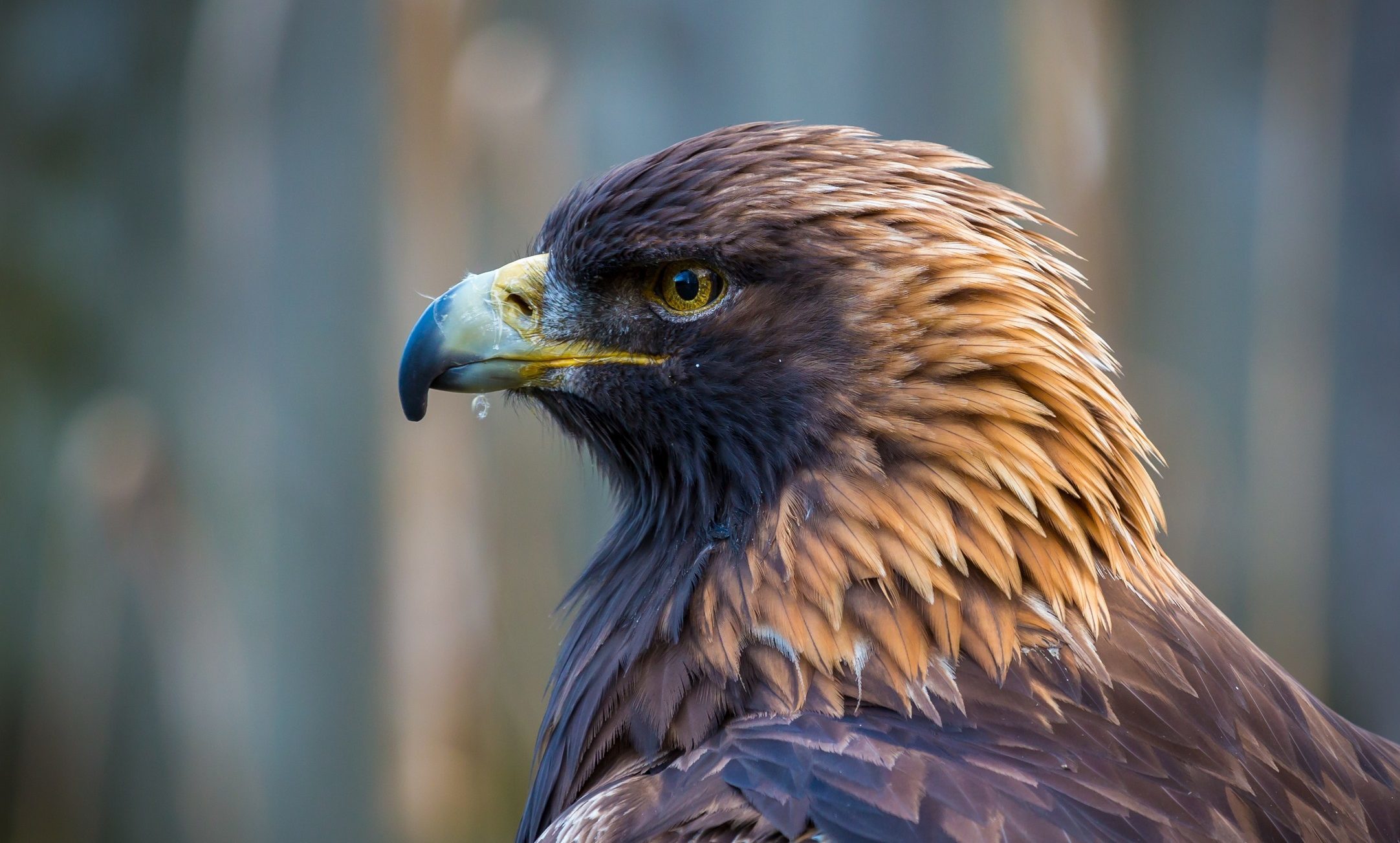 Photo Of Giant Bird Of Prey With Lamb In Its Claws Emerges