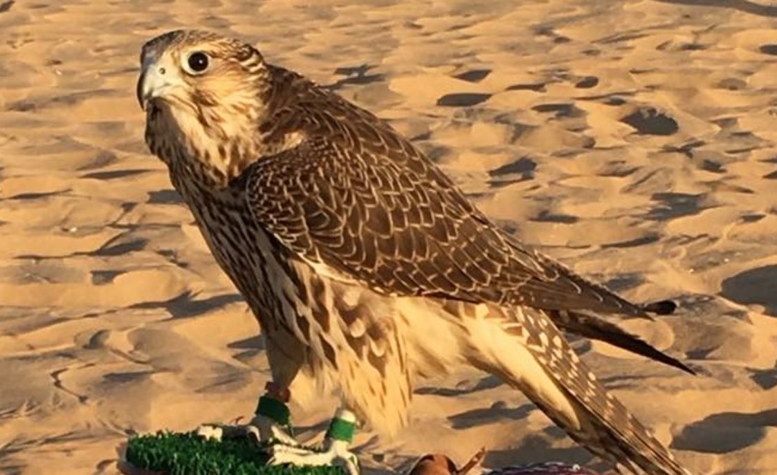 World Beating Perthshire Falcon The Courier