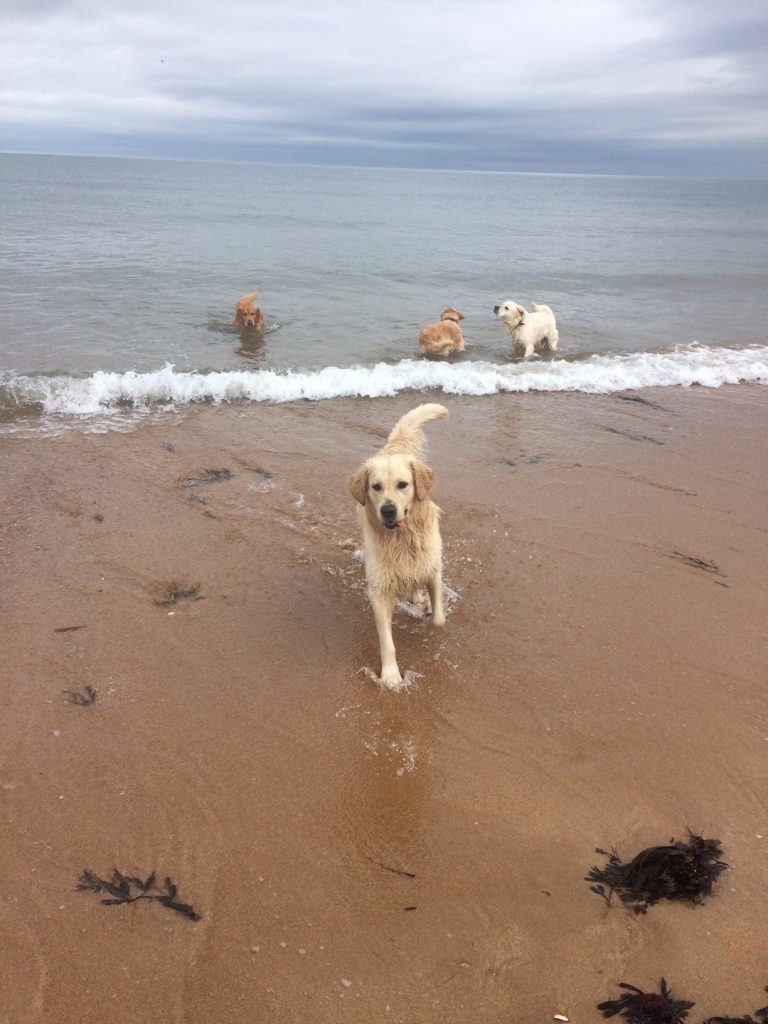 In photos: Life's a beach for 100 golden retrievers - The Courier