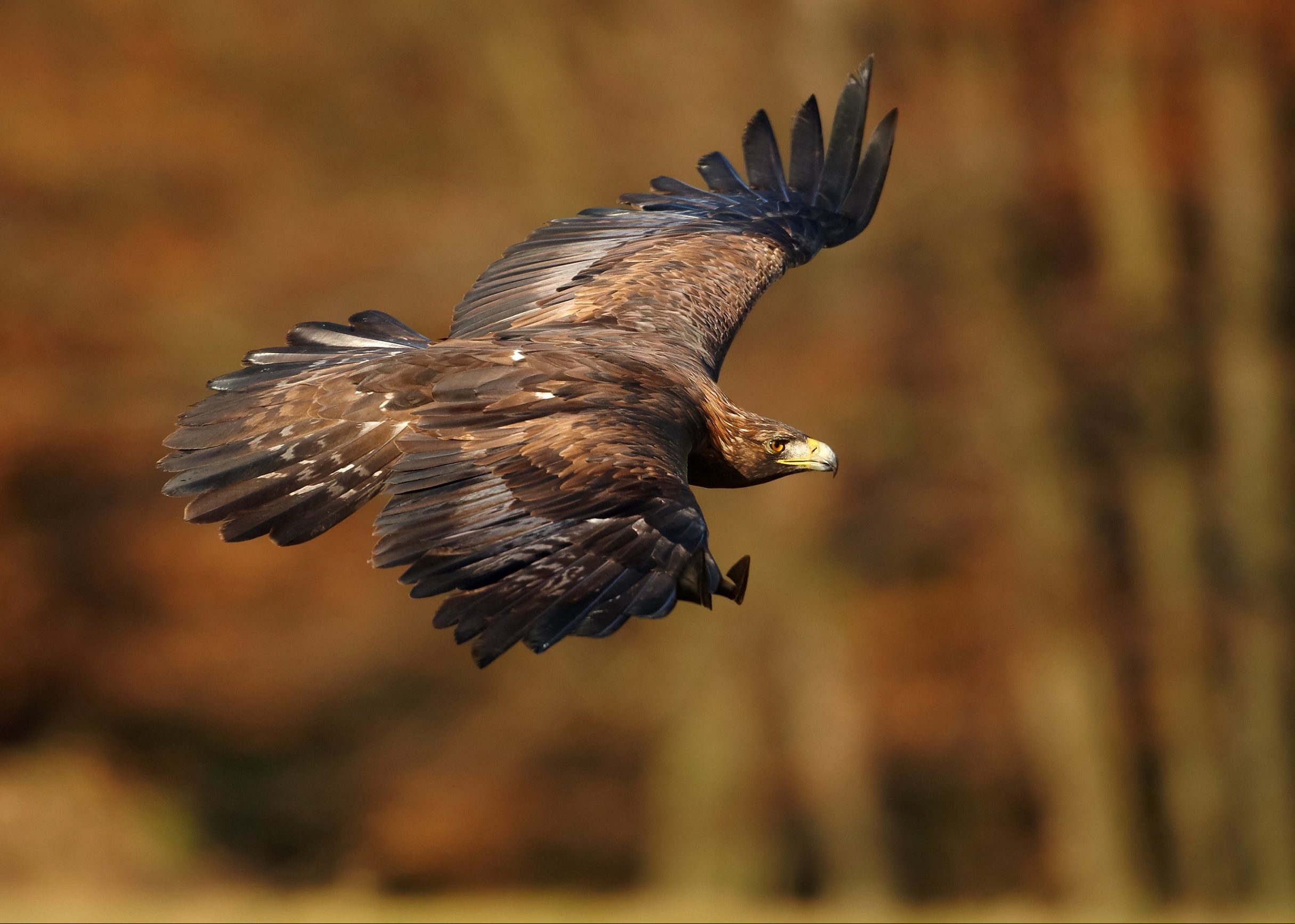 Rspb Investigator Claims Wildlife In Angus Glens Is