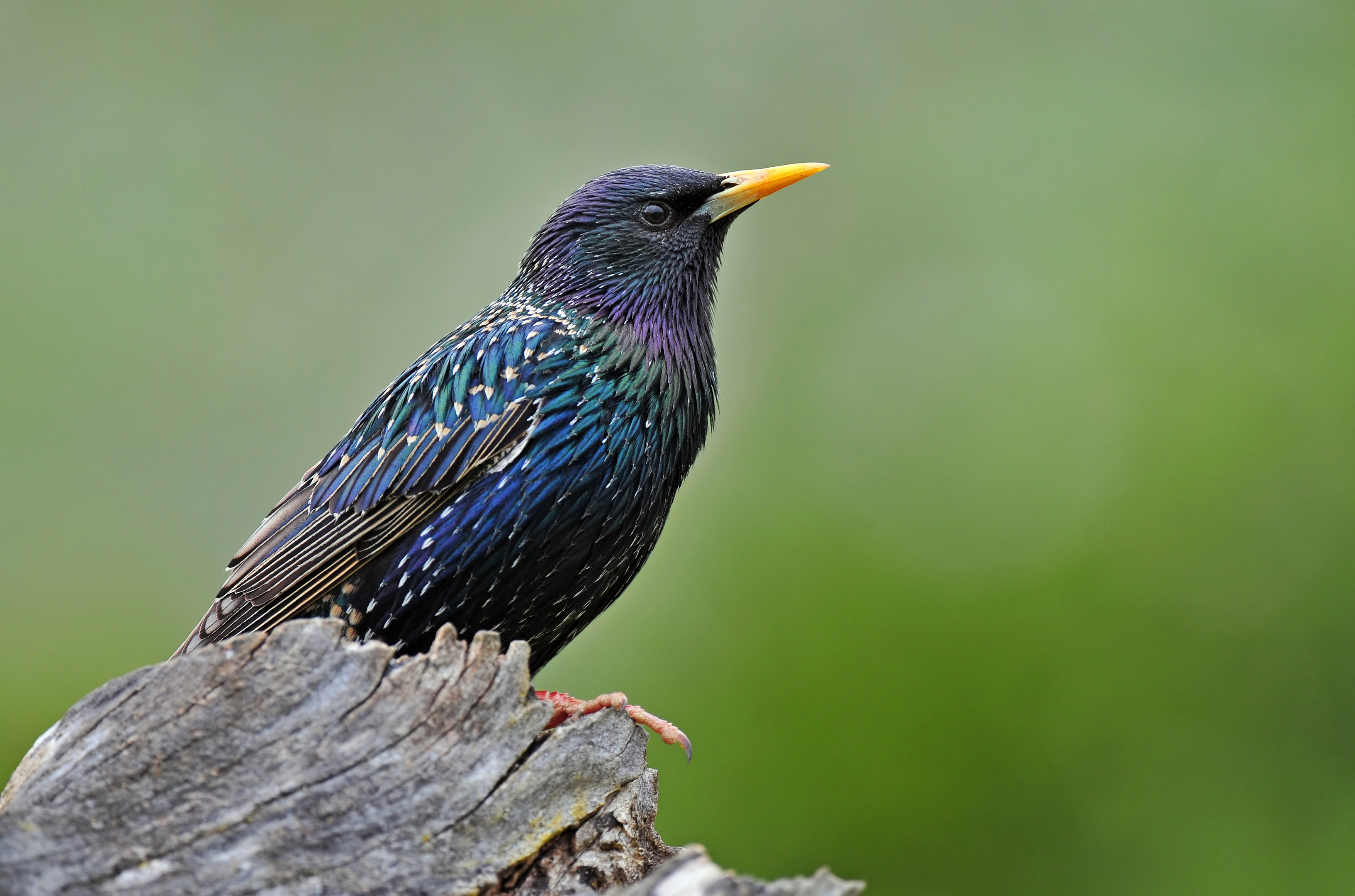 In love with the starlings - The Courier