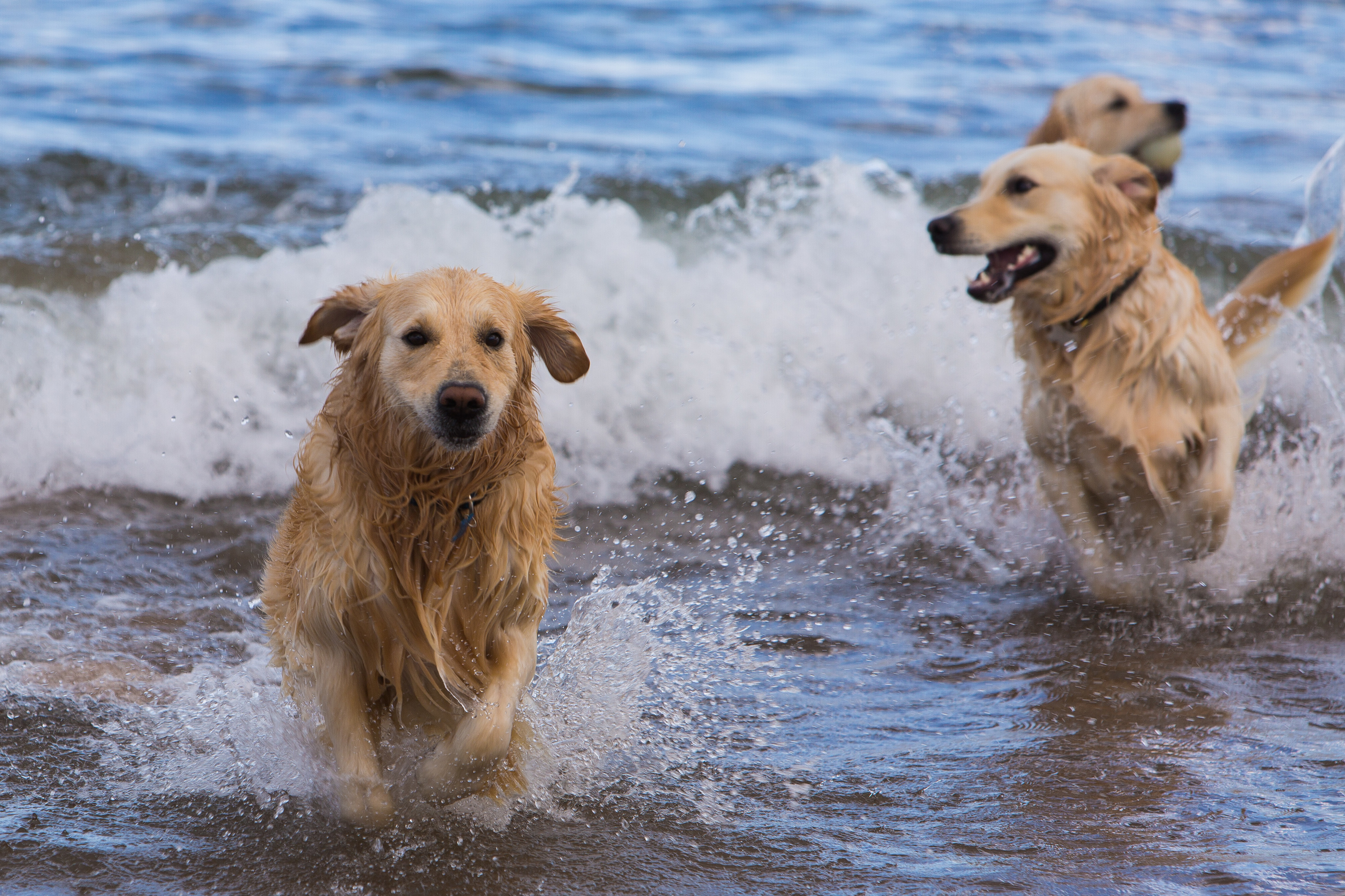 PHOTOS: Golden Retrievers descend on Lunan Bay - The Courier