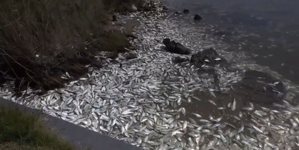 VIDEO: Watch Thousands Of Fish Wash Up On Shore In Remarkable Footage ...