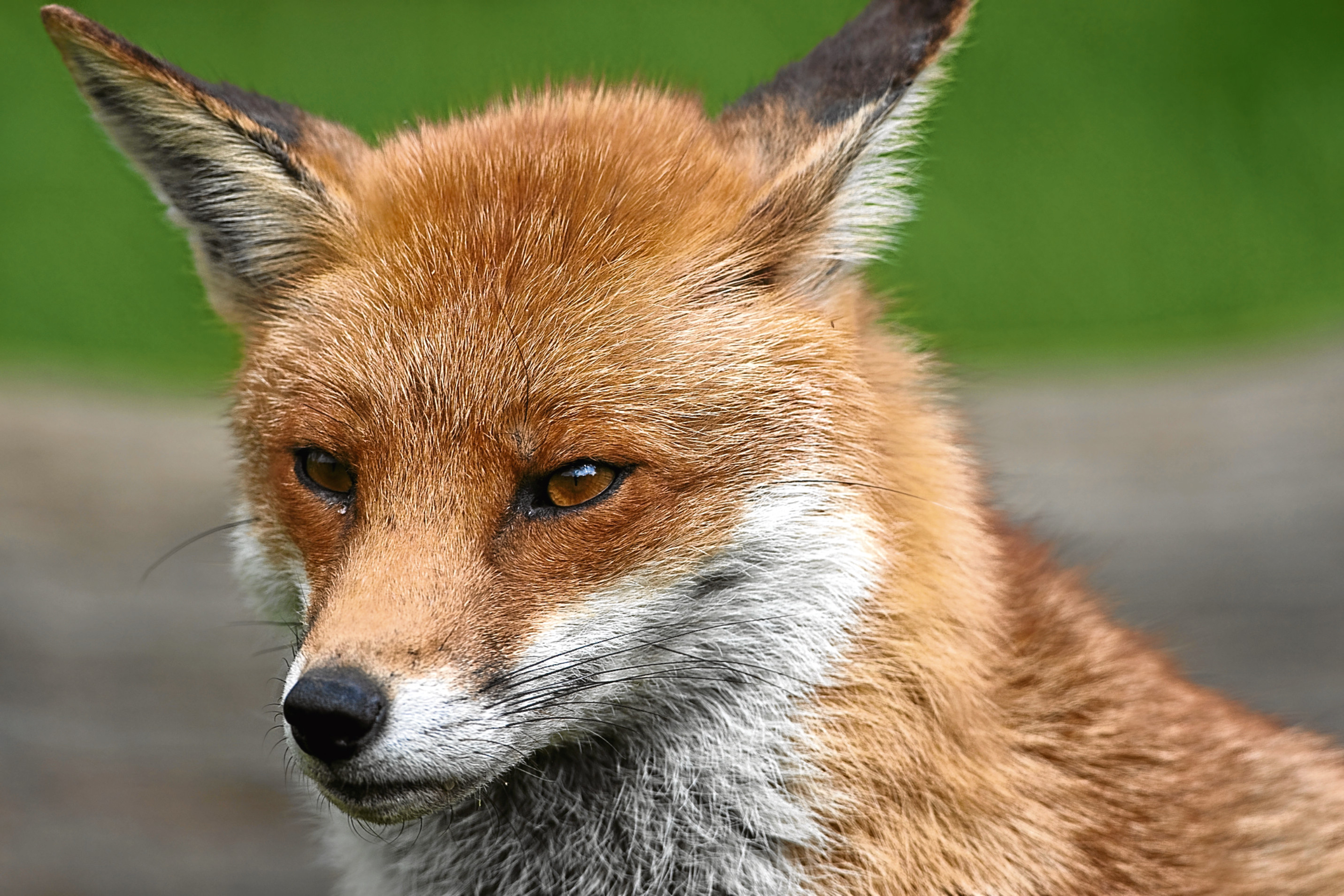 JIM CRUMLEY: The red fox has been subjected to obscene treatment across ...