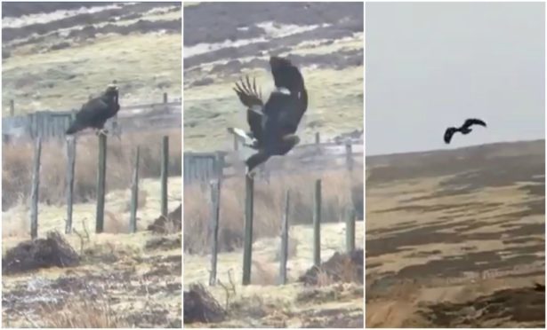 Video Incredibly Close Encounter With Huge Golden Eagle