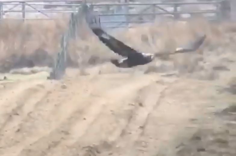 Video Incredibly Close Encounter With Huge Golden Eagle