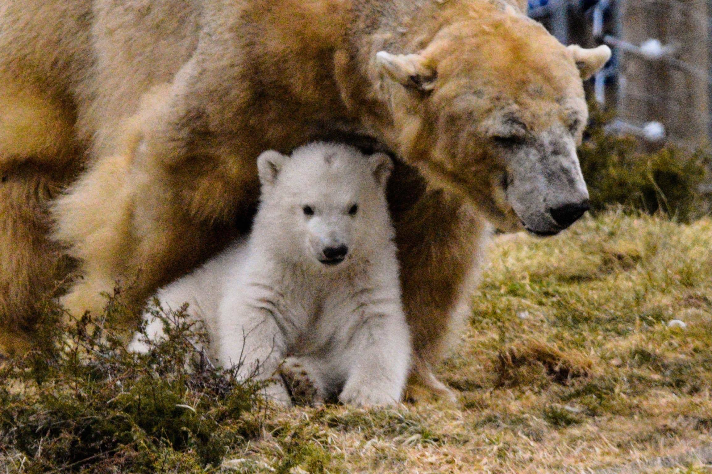 A mother's love — photos capture Scotland's new polar bear cub