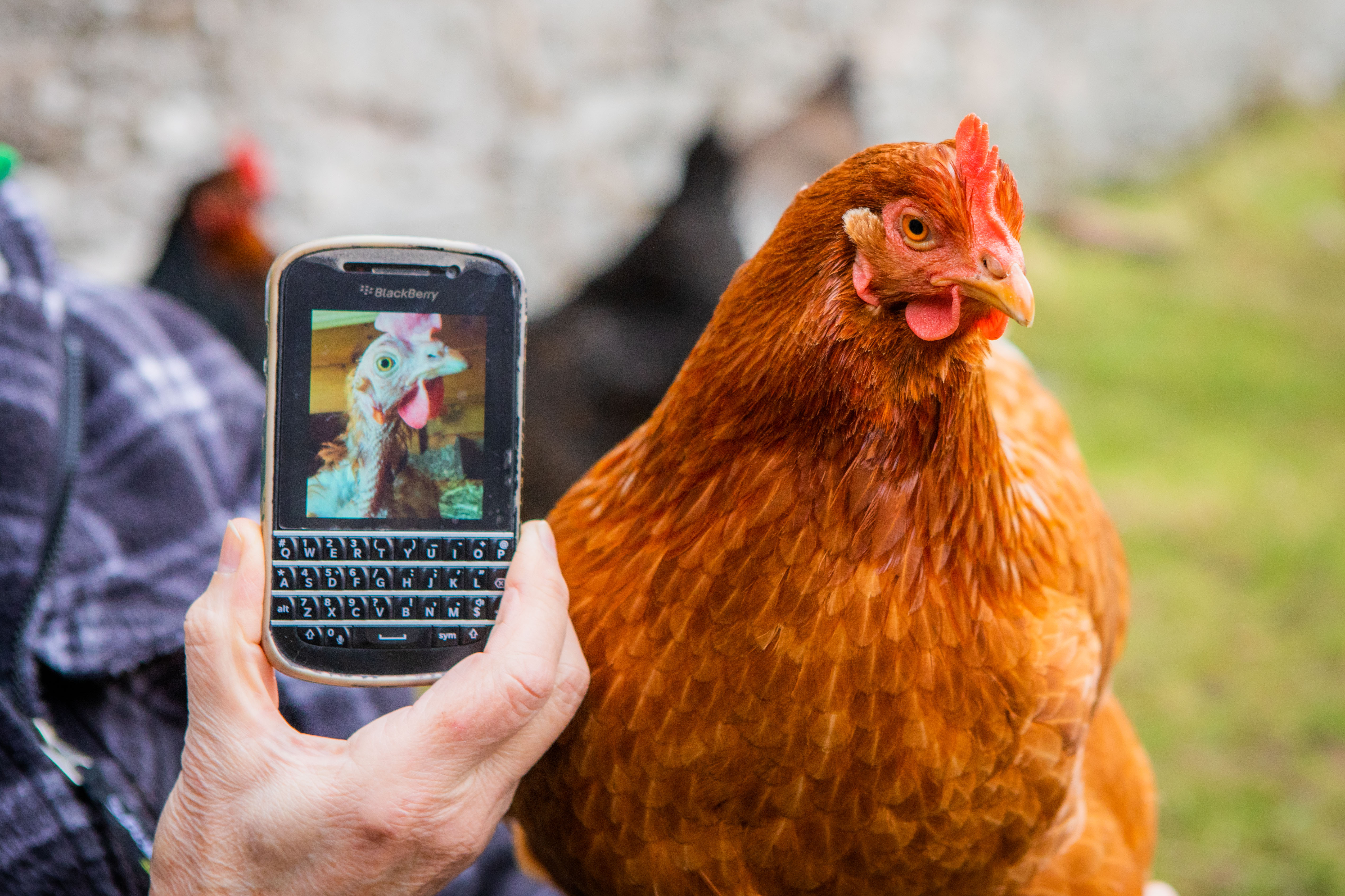 Thousands Of Chickens Saved From The Slaughter In Perth By Becoming