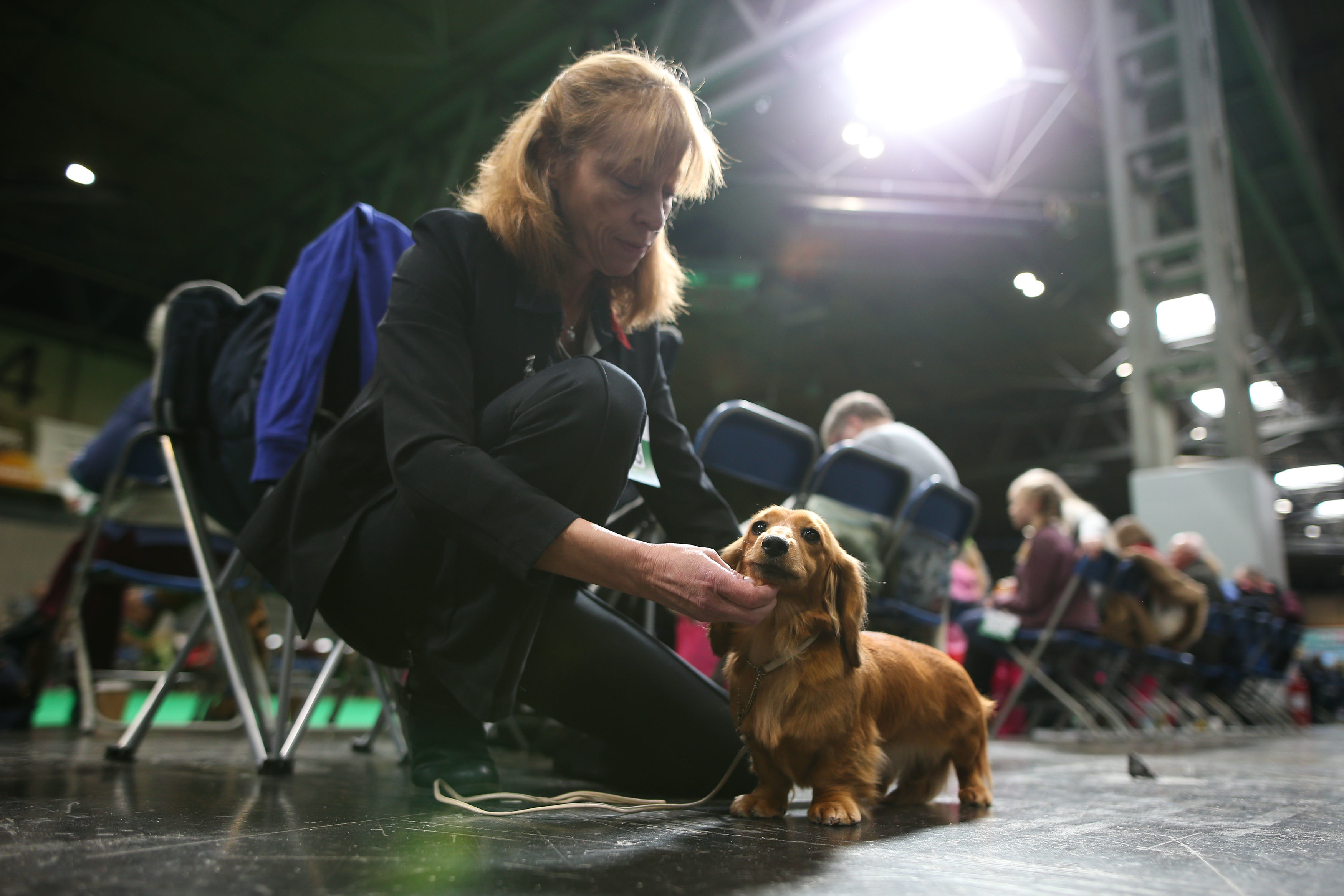 Crufts best sale 2019 dachshunds