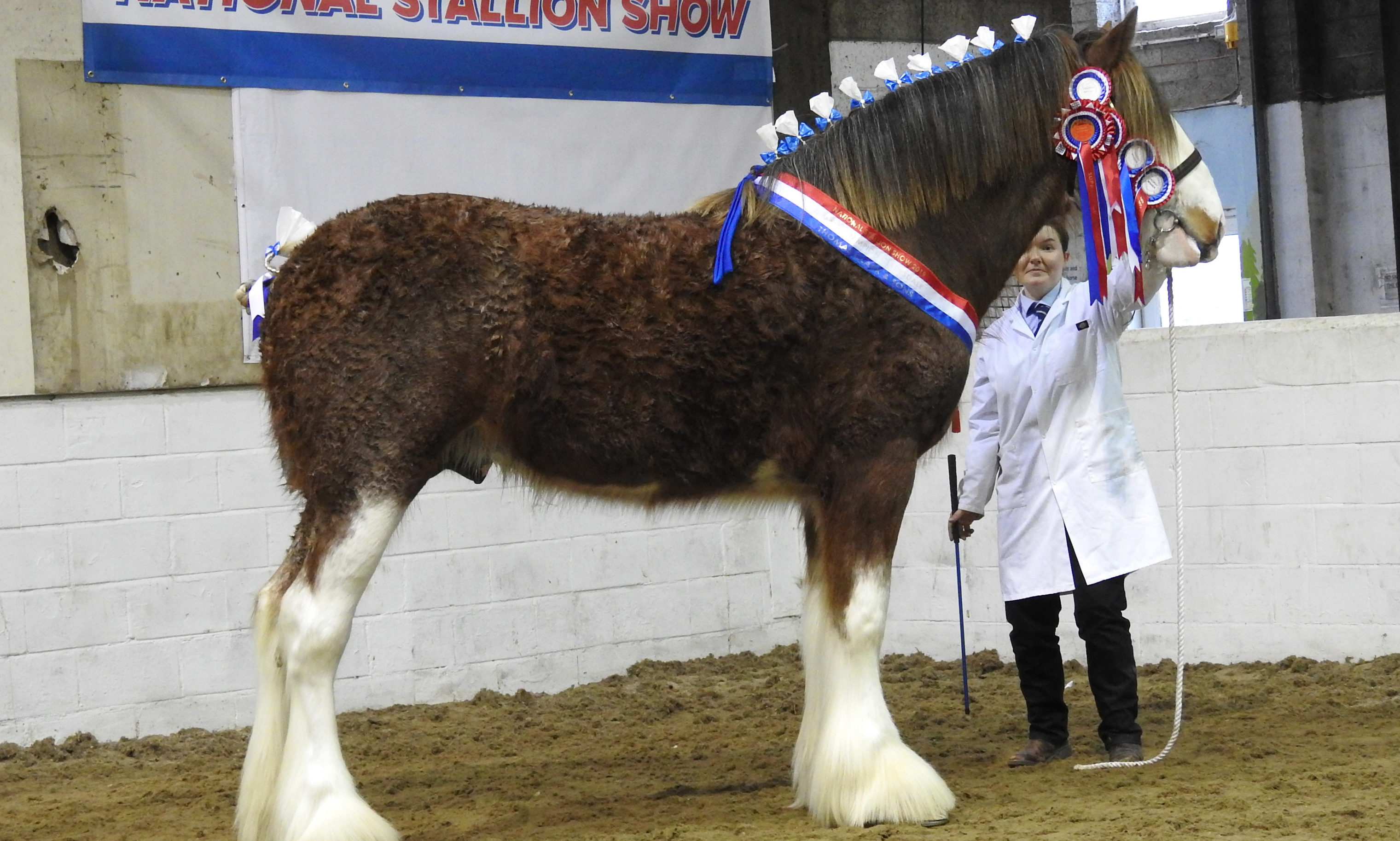 National Stallion Show Clydesdale colt has the Magic Touch to take the