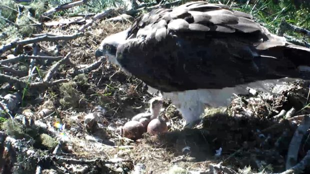 First Osprey Egg At Loch Of The Lowes Hatches The Courier