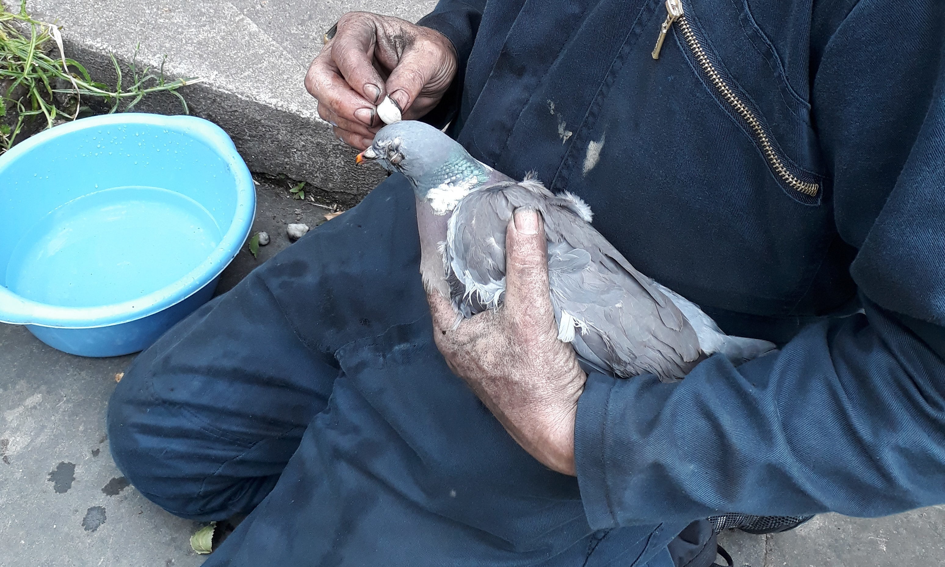 pigeon rescue near me uk