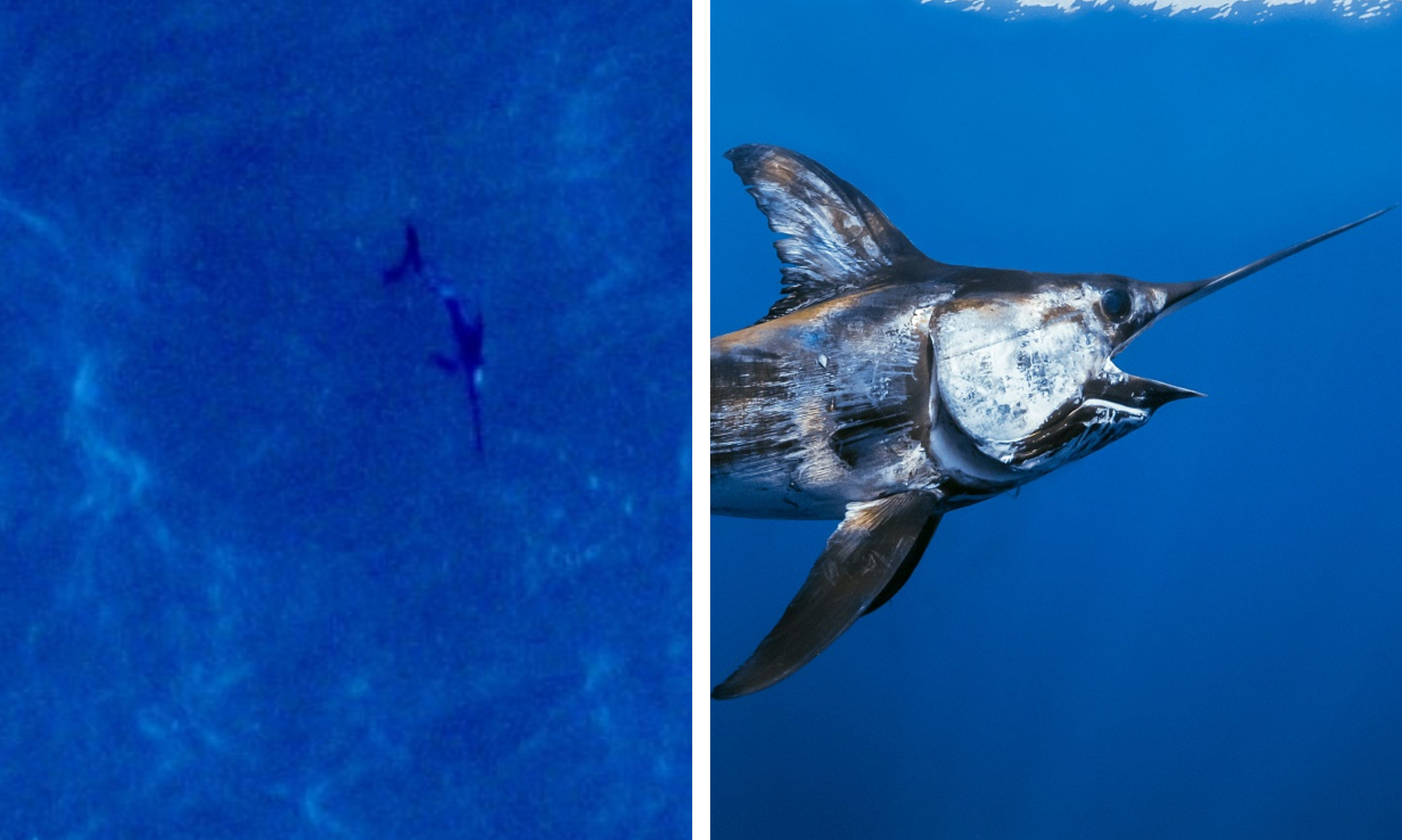 swordfish-sighted-thousands-of-miles-from-home-in-waters-off-angus-coast