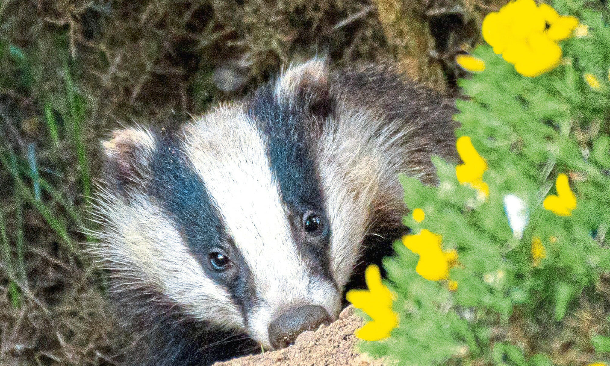 'Badgers Are Getting Slaughtered': Baiting Thought To Have Increased ...