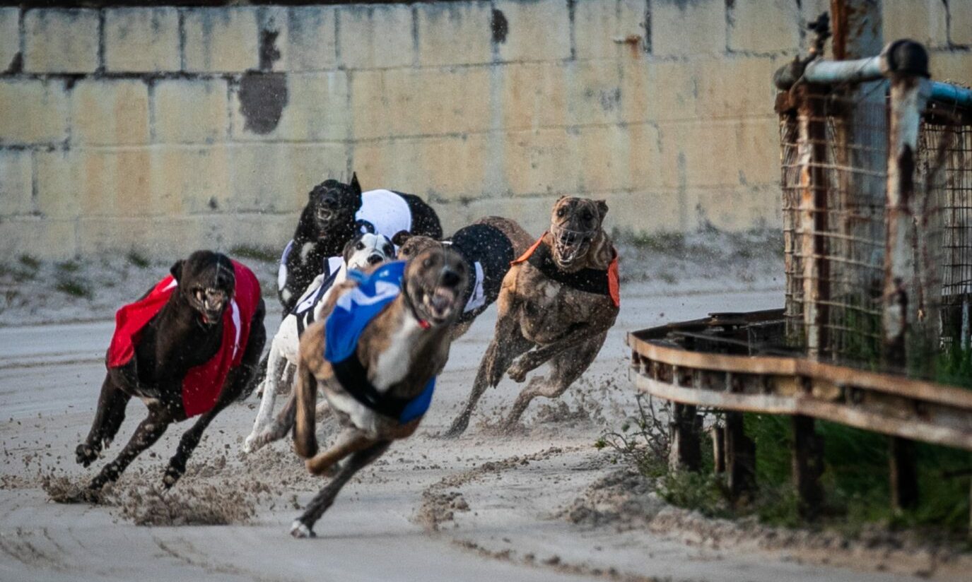 what does a dog track look like