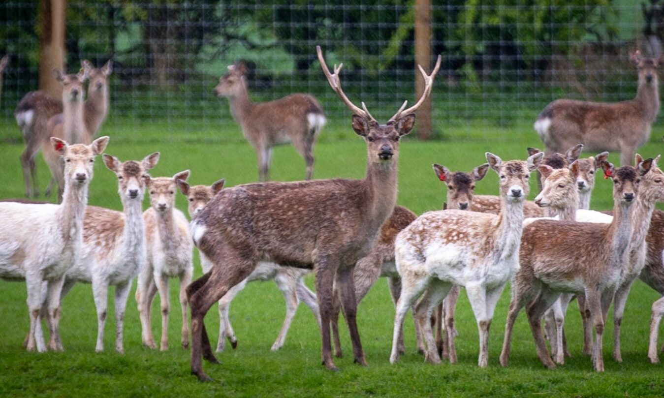 Scottish Deer Centre in Fife tells customers 'pay as you please'