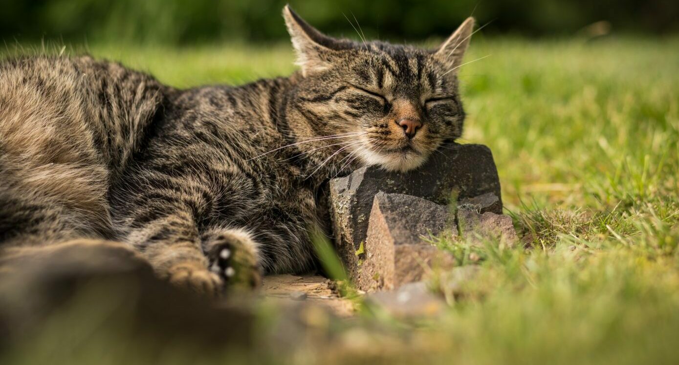 GINGER GAIRDNER: Putting a cat to work in the garden, you say?