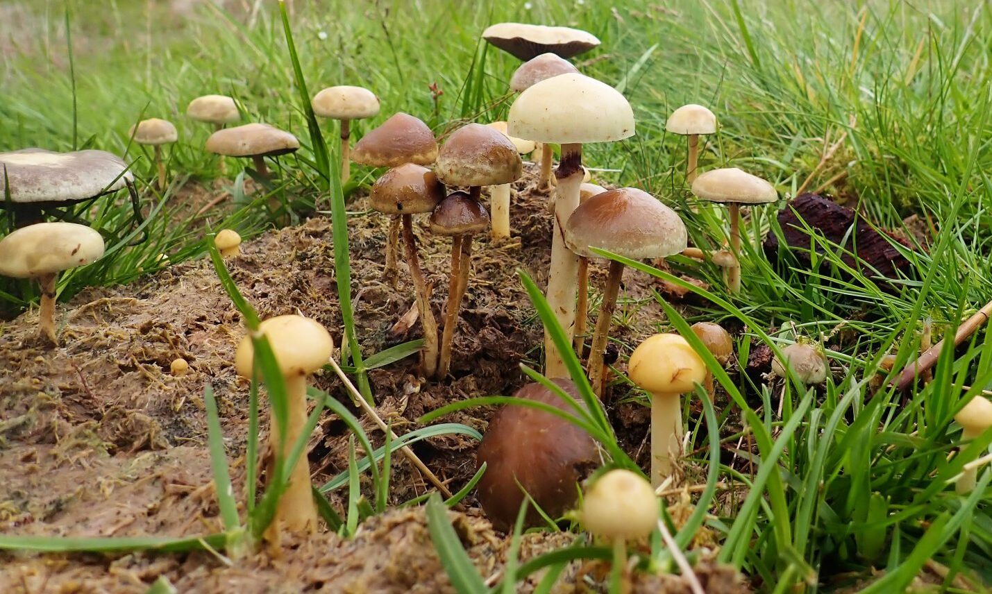 Oystercatchers, fritillaries, and intriguing toadstools at Glenshee