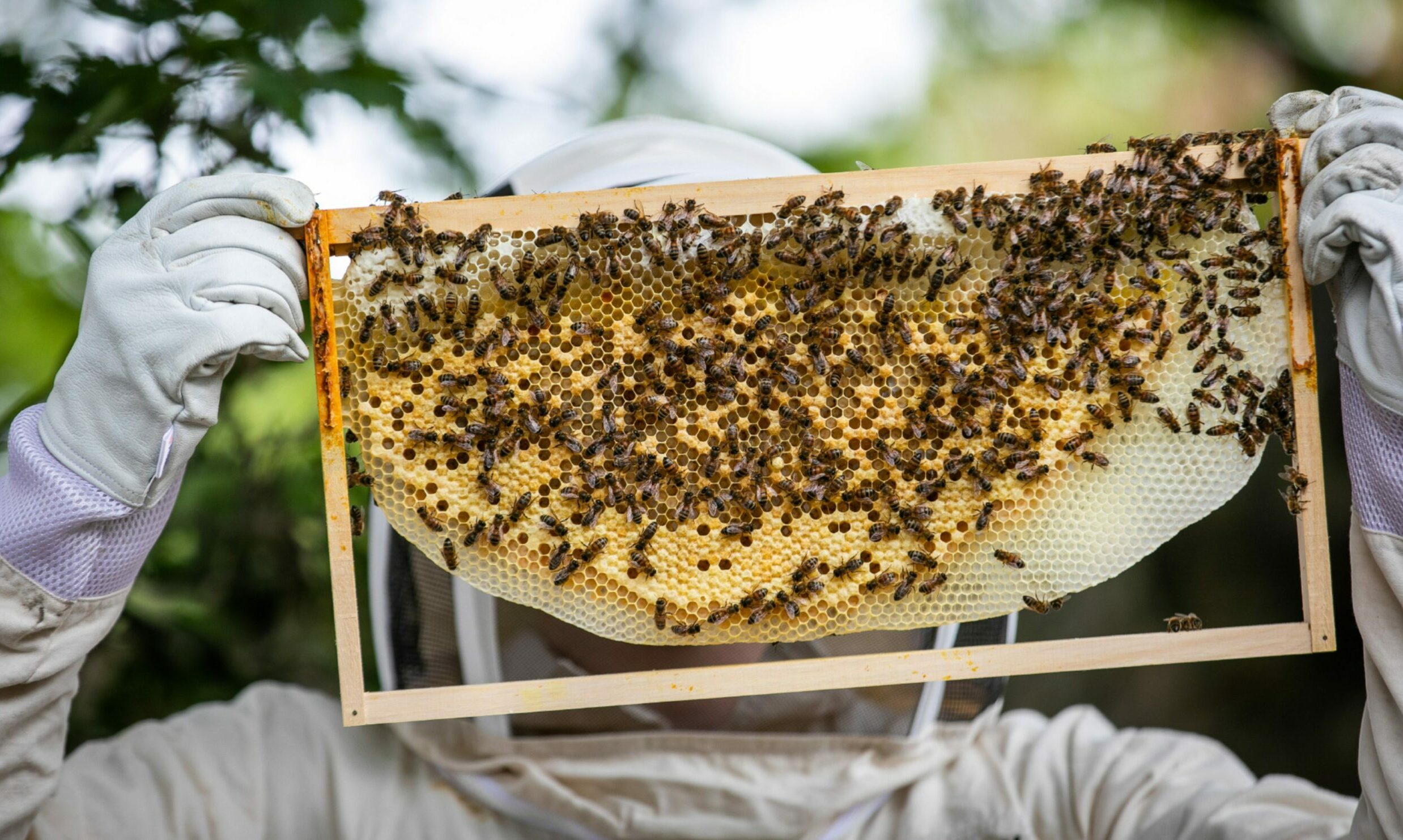 Learn what it means to be a beekeeper with St Andrews society