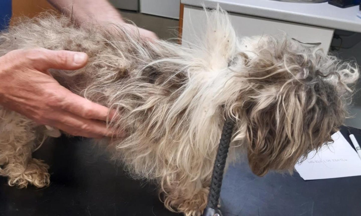 Abandoned Fife dog in 'extremely poor condition'