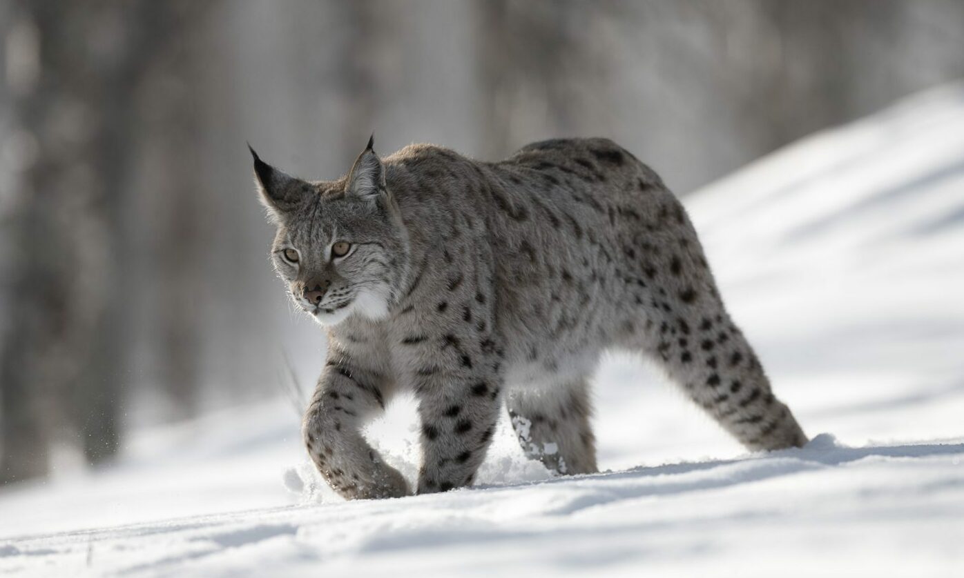 Talking Point: Should Scotland bring back the lynx?