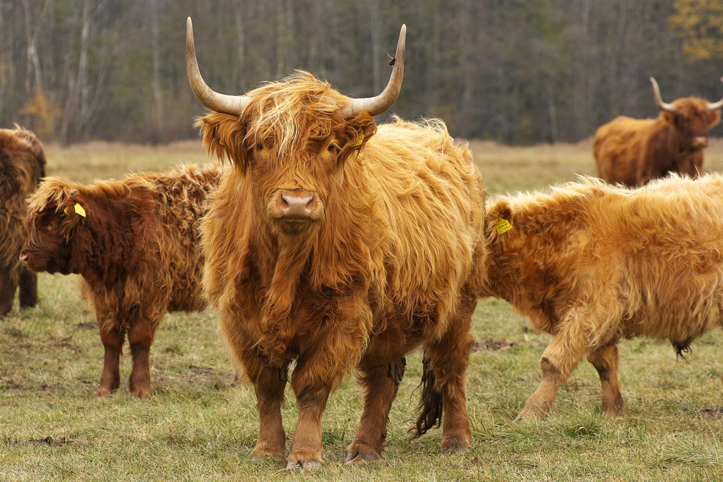 Claim Highland cows near Stirling suffered through spring drought