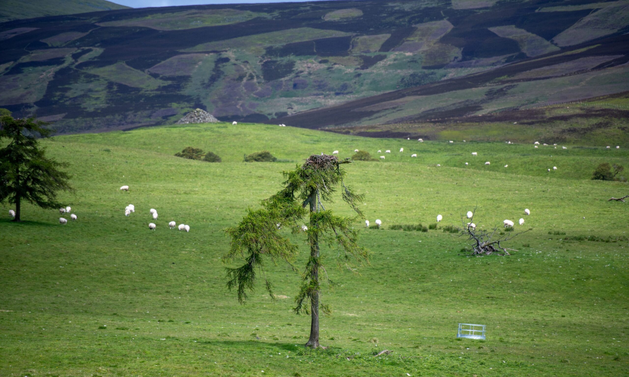 6-mile surveillance zone around Kirriemuir after bird flu outbreak