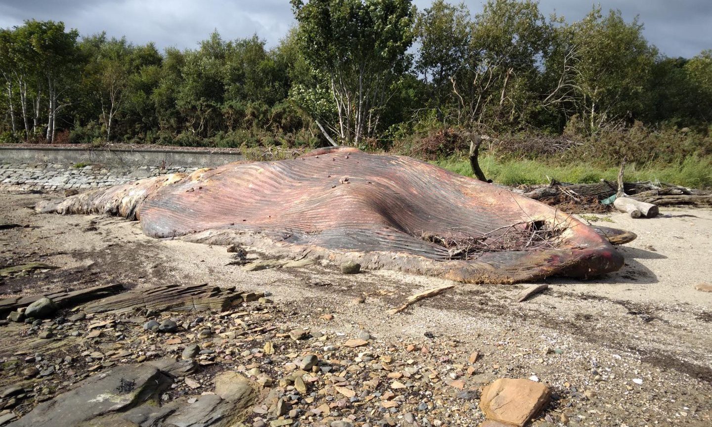 Rotting whale carcass to remain on Fife coast for months