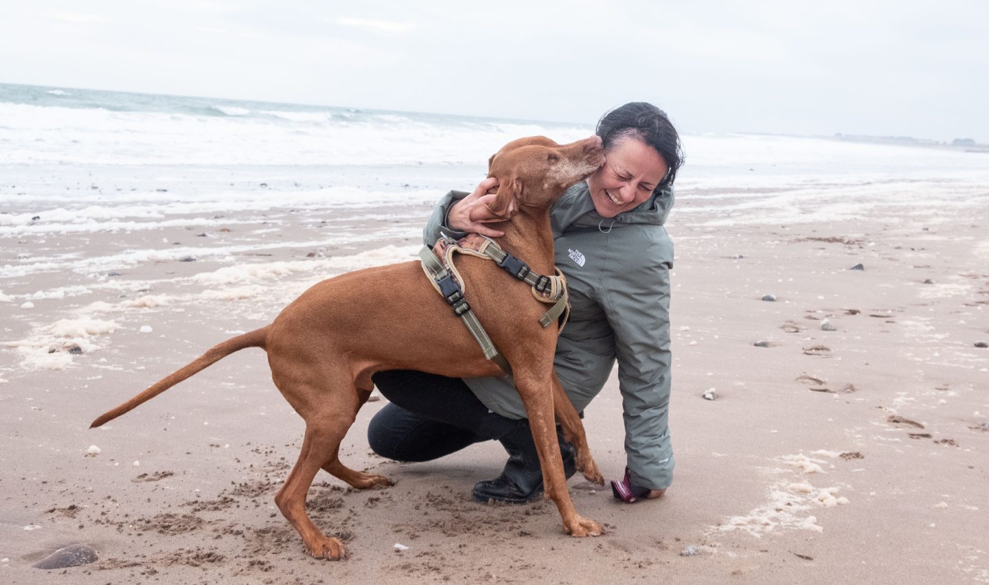 Hungarian vizsla thriving after eye removal