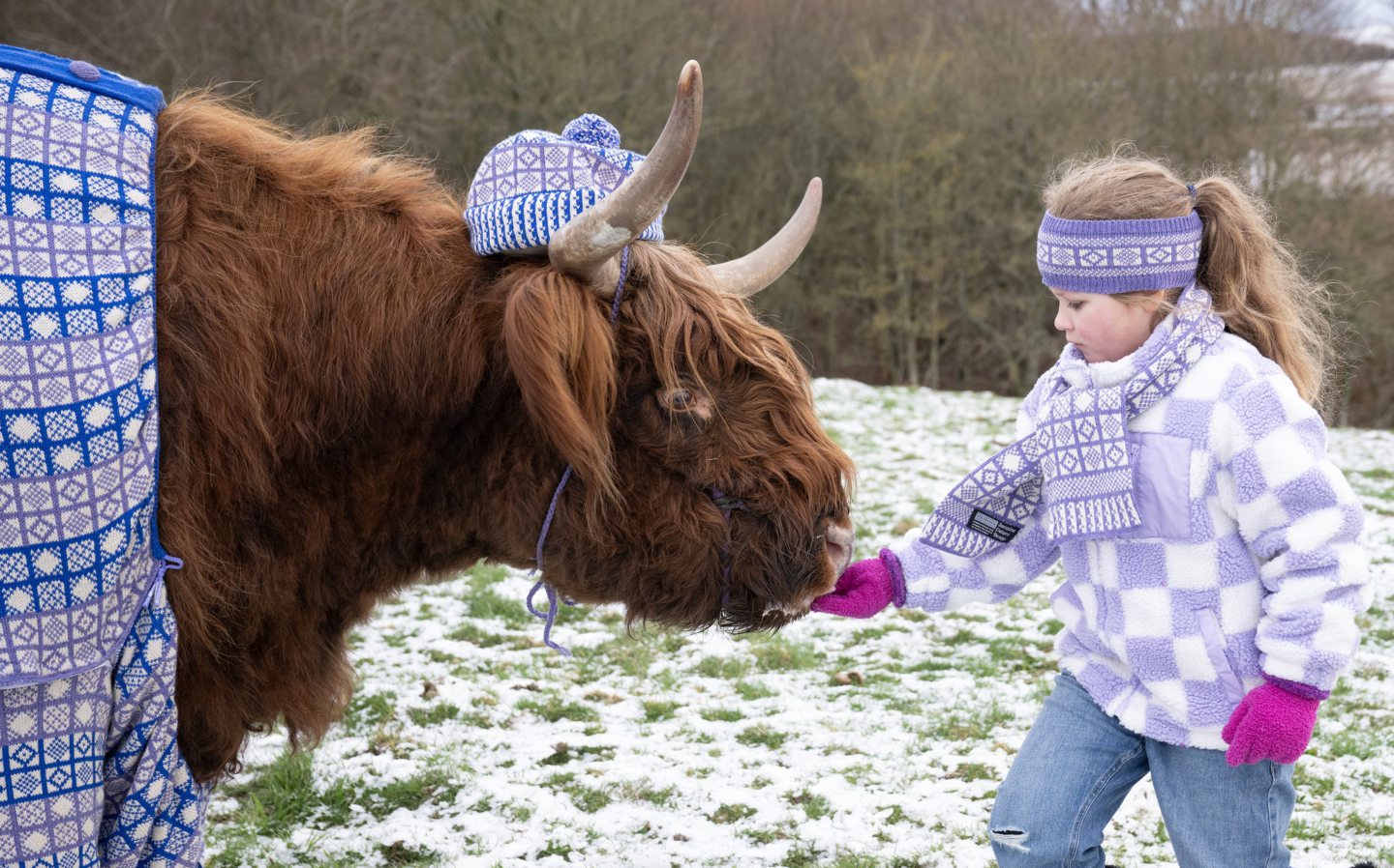 ‘Super moo-del’ Angus Highland coo leads VisitScotland campaign