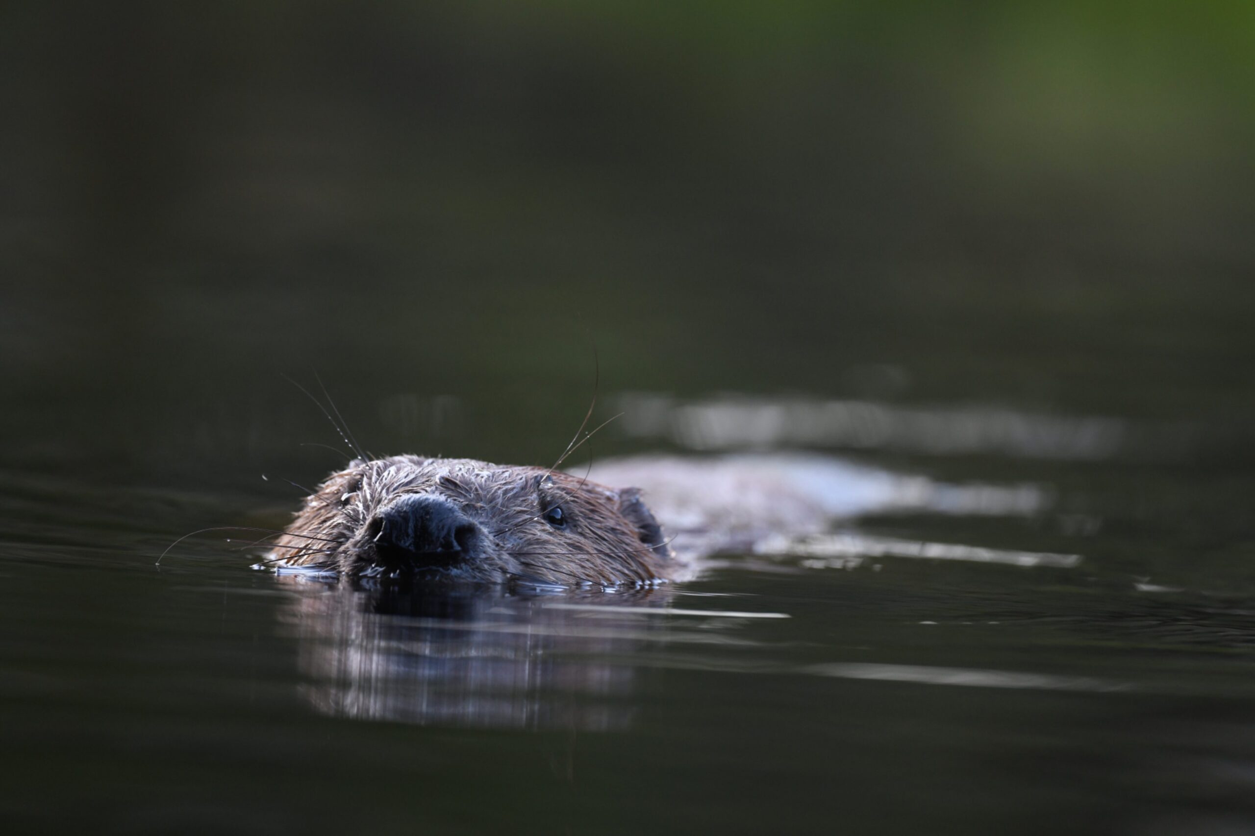 Glenfarg beavers moved as part of Scottish Water upgrade