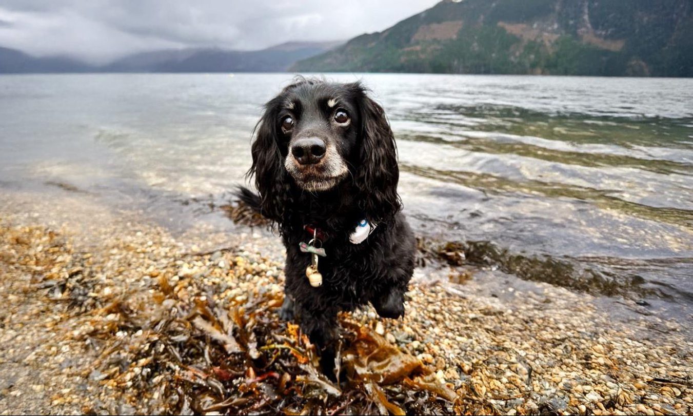 Meet deaf dog Maizi who spent 9 hours in Dunfermline sewer