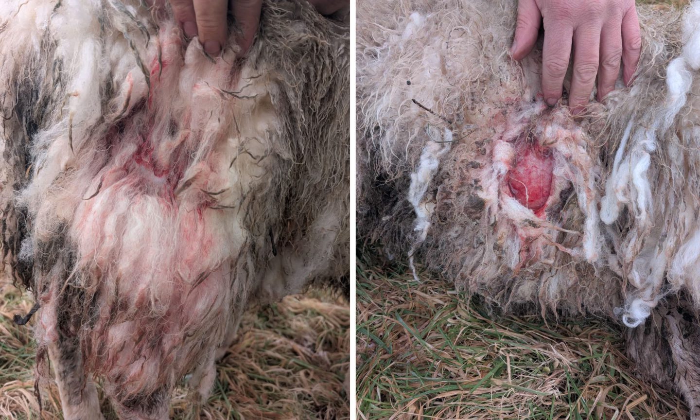 Stirling farmers call for dog walker responsibility after sheep attack